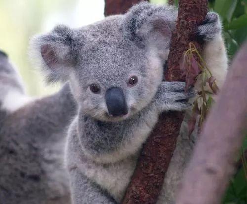 娱乐吃瓜酱考拉,揭秘娱乐圈那些不为人知的幕后故事